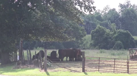 Cows in pasture under shade tree Stock-Footage 53257733