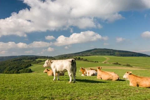 Cows on pasture under sky with clouds Stock Photos