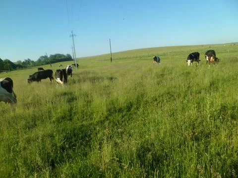 Cows in the pasture2 Foto stock