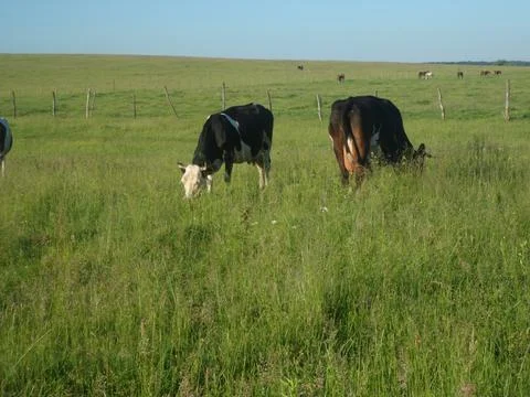 Cows in the pasture3 Stock Photos