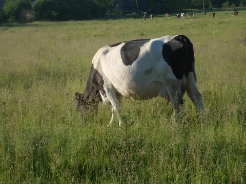 Cows in the pasture4 Foto stock