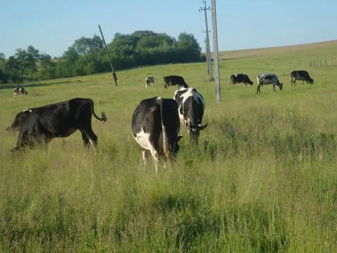 Cows in the pasture5 Stock Photos