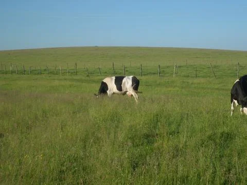 Cows in the pasture6 Foto stock