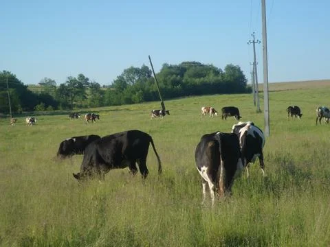 Cows in the pasture7 Stock Photos