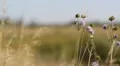 Cows pastures in autumn field HD Footage