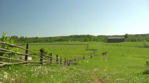 Cows pastures in green field 스톡 동영상 1995266