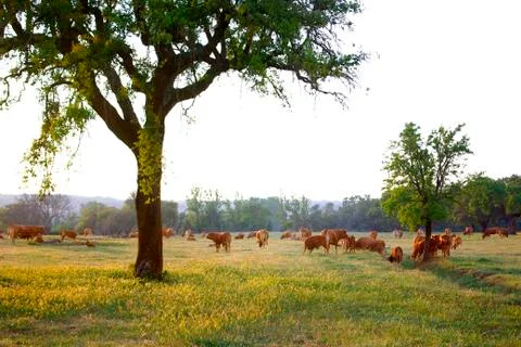 Cows pasturing Stock Photos