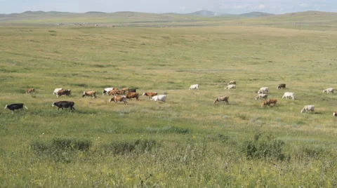 Cows pasturing in the steppe 01 Stock Footage 40578374