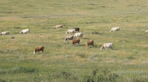 Cows pasturing in the steppe 02 Video stock 40578343