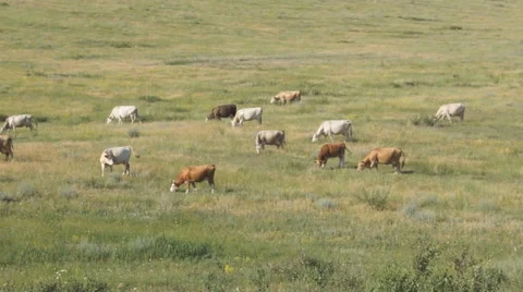 Cows pasturing in the steppe 03 Video stock 40578396