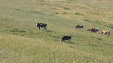 Cows pasturing in the steppe 04 Video stock 40578386