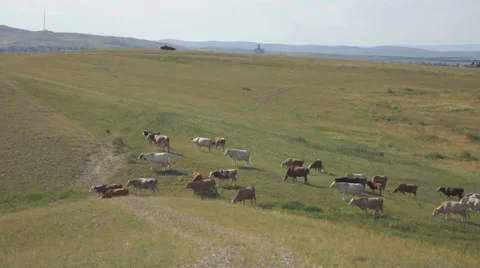 Cows pasturing in the steppe 05 Stock Footage 40578348