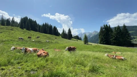 Cows peacefully graze and rest on a sunny alpine meadow in Koenigsleiten, A.. Stock Footage 339604776