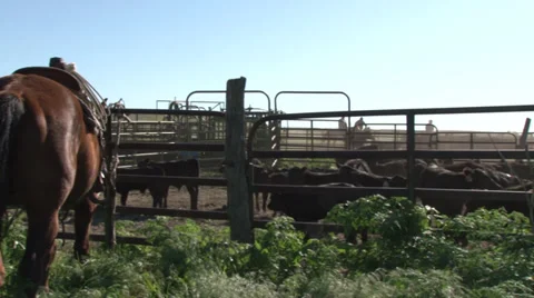 Cows in the Pen Stock Footage 36275651