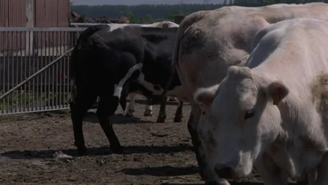 Cows In Pen Stock Footage 135703632