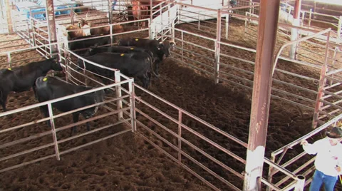 Cows penned in stalls 2 Stock Footage 31951957
