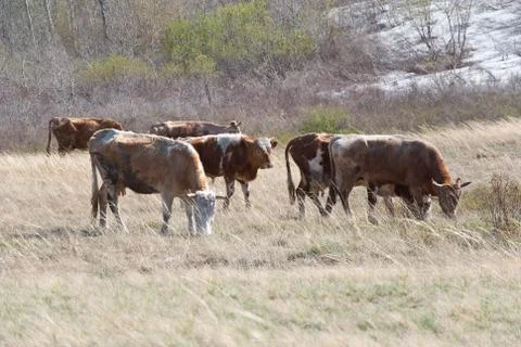 Cows Stock Photos