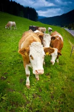 Cows Foto stock