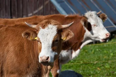Cows Stock Photos