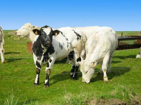 Cows Stock Photos