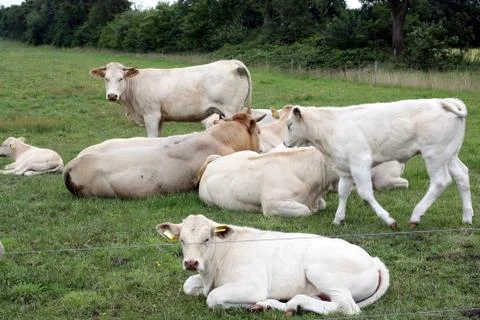 Cows Stock Photos