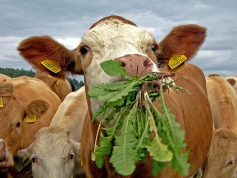 Cows Stock Photos