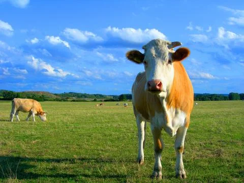 Cows Stock Photos