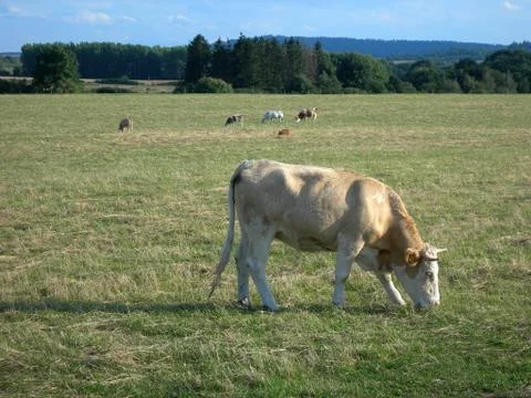 Cows Stock Photos