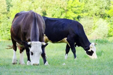 Cows Stock Photos