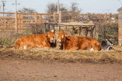 Cows Stock Photos