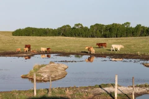 Cows 写真素材