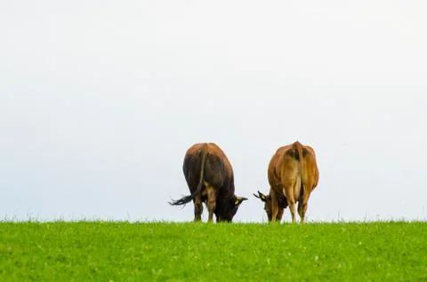 Cows Stock Photos