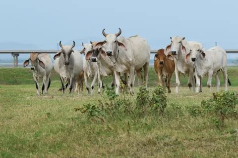 Cows Foto stock