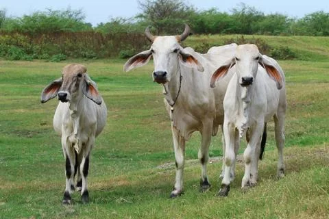Cows Foto stock
