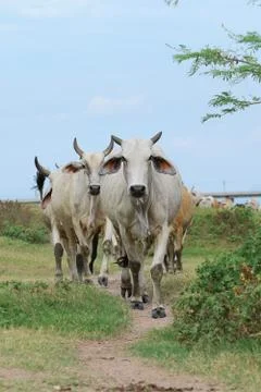 Cows Stock Photos