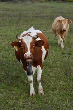 Cows Stock Photos