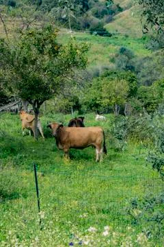 Cows Foto stock
