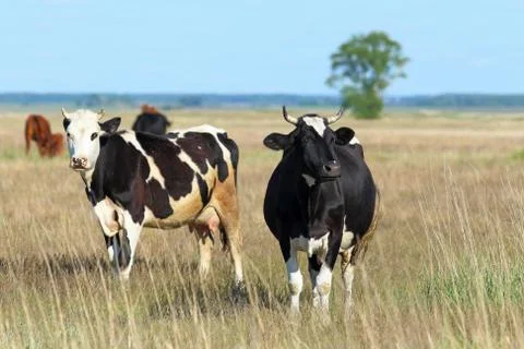 Cows Fotos de archivo