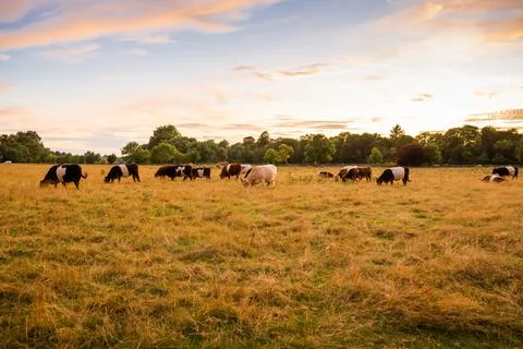 Cows Stock Photos