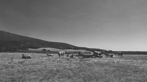 Cows Stock Photos