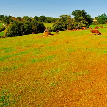 Cows Stock Photos