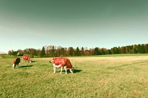 Cows Stock Photos