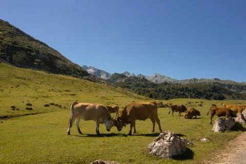 Cows playing on a valley Stock Photos