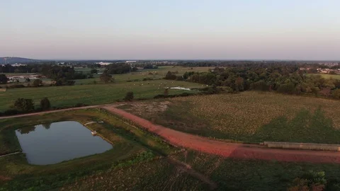 Cows in the pond. Cows in the pasture Stock Footage 113147279