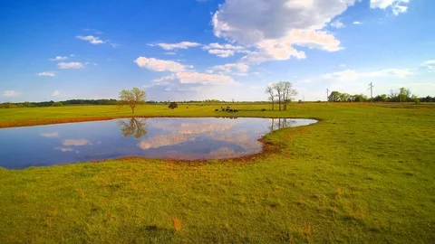 Cows by a pond Stock Footage 91412802