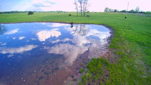 Cows by a pond Stock Footage 91412964