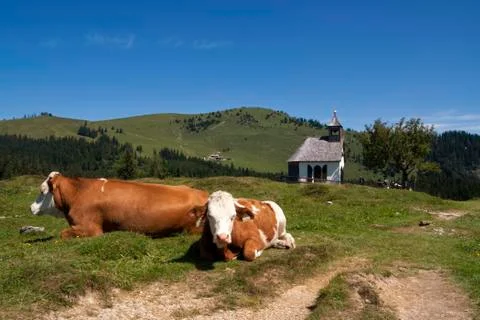 Cows on the Postalm Stock Photos