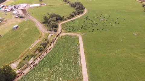 Cows Pouring Into Field Stock Footage 127733872