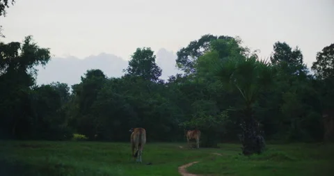 Cows at Prasat Pre Rup Temple in Angkor Wat, Siem Reap, Cambodia Stock Footage 148968052