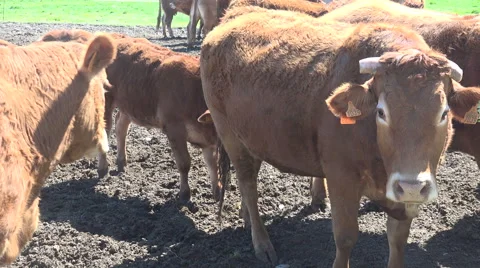 Cows Pyrenean Stock Footage 68163870